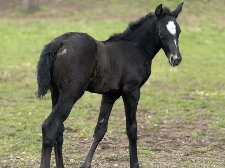 Österreichisches Warmblut Stute Fohlen (03/2026) 172 cm Rappschimmel in Amstetten