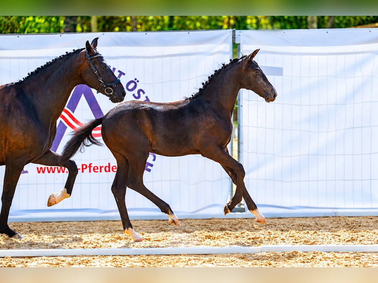 Österreichisches Warmblut Stute Fohlen (03/2026) 172 cm Rappschimmel in Amstetten