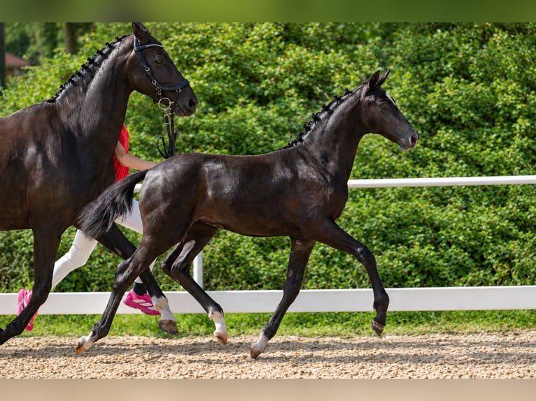 Österreichisches Warmblut Stute Fohlen (03/2026) 172 cm Rappschimmel in Amstetten