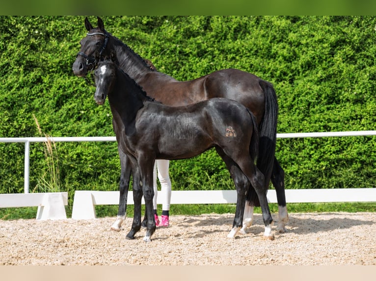 Österreichisches Warmblut Stute Fohlen (03/2026) 172 cm Rappschimmel in Amstetten