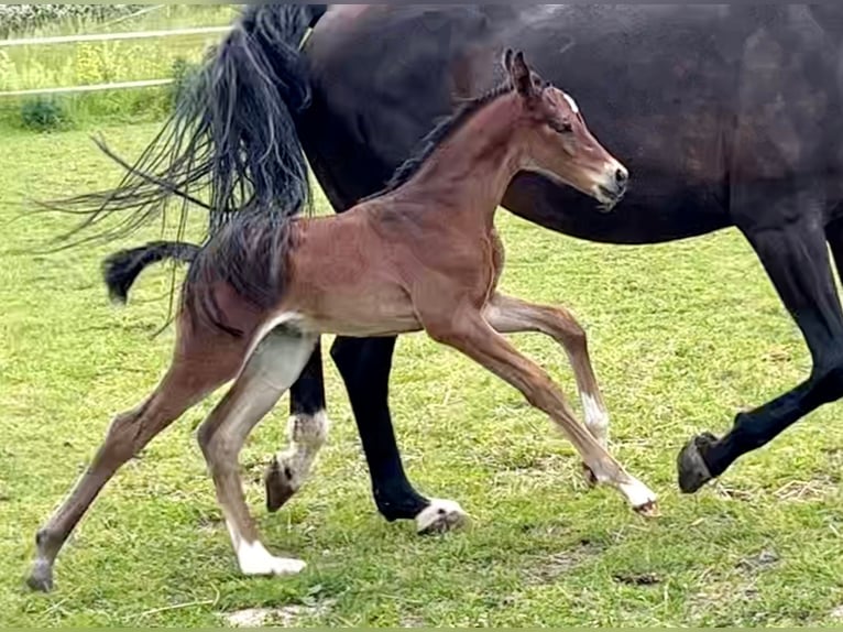 Österreichisches Warmblut Stute Fohlen (05/2024) 173 cm Brauner in Zell an der Pram