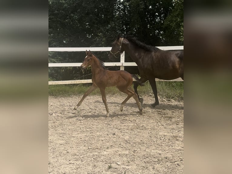 Österreichisches Warmblut Stute Fohlen (05/2024) 173 cm Brauner in Zell an der Pram