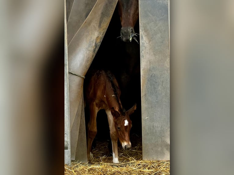 Österreichisches Warmblut Stute Fohlen (05/2024) 173 cm Brauner in Zell an der Pram