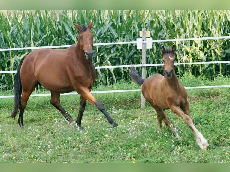 Österreichisches Warmblut Stute Fohlen (05/2025) Brauner in Villach-Innere Stadt