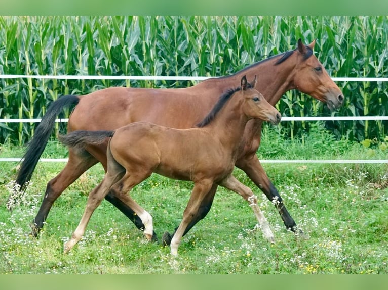 Österreichisches Warmblut Stute Fohlen (05/2025) Brauner in Villach-Innere Stadt