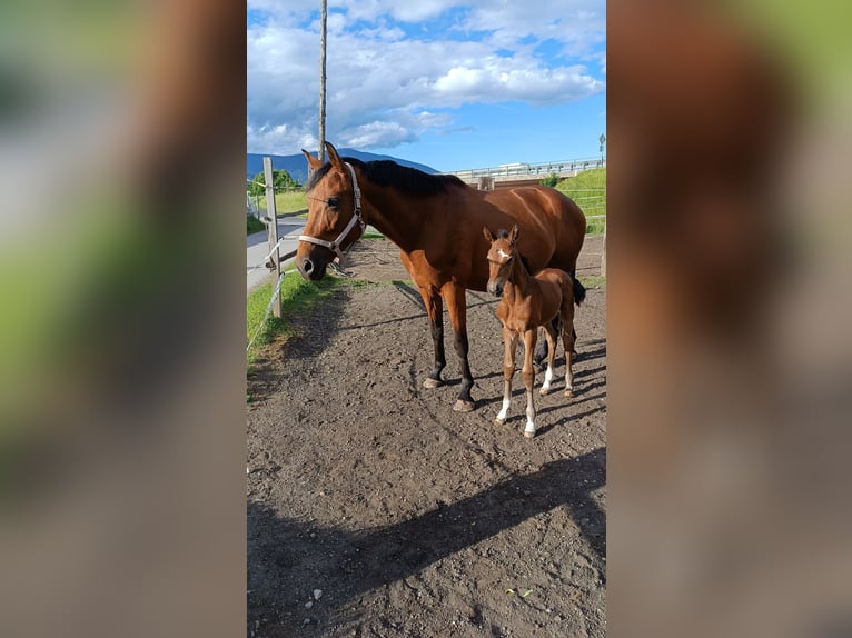 Österreichisches Warmblut Stute Fohlen (05/2025) Brauner in Villach-Innere Stadt