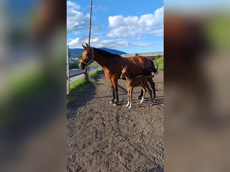 Österreichisches Warmblut Stute Fohlen (05/2025) Brauner in Villach-Innere Stadt