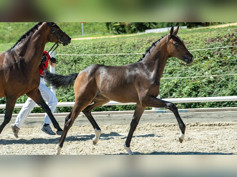 Österreichisches Warmblut Stute Fohlen (04/2026) Brauner in Klöch
