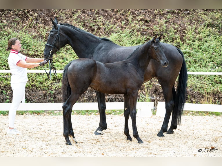 Österreichisches Warmblut Stute Fohlen (04/2026)  in Mehrnbach