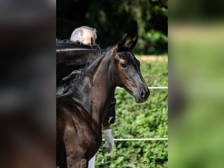 Österreichisches Warmblut Stute Fohlen (05/2026)  in Neue Heimat