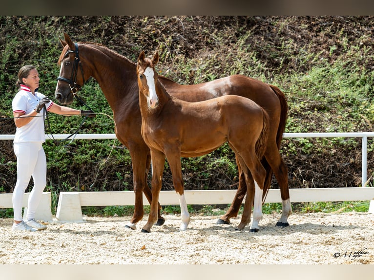 Österreichisches Warmblut Stute Fohlen (04/2026)  in Ranshofen