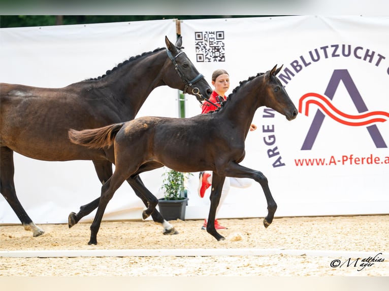 Österreichisches Warmblut Stute Fohlen (02/2026)  in Unterpetersdorf