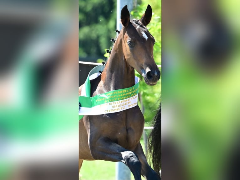 Österreichisches Warmblut Stute Fohlen (04/2026) Dunkelbrauner in Klöch