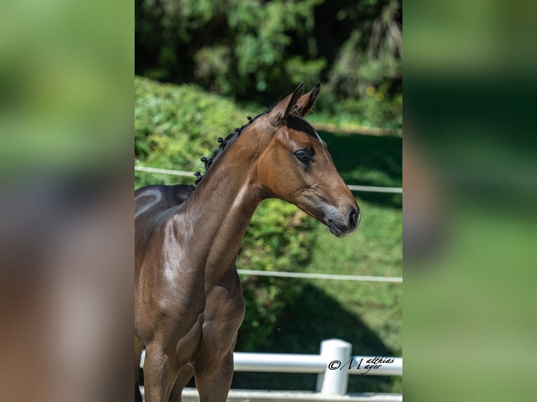 Österreichisches Warmblut Stute Fohlen (04/2026) Dunkelbrauner in Klöch