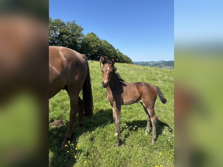 Österreichisches Warmblut Stute Fohlen (05/2025) Dunkelbrauner in Laaben