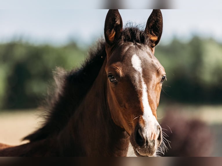 Österreichisches Warmblut Stute Fohlen (03/2025) Dunkelbrauner in Unterwald