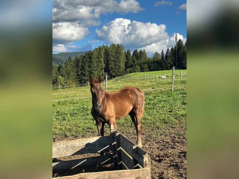 Österreichisches Warmblut Stute Fohlen (05/2025) Dunkelfuchs in M&#xFC;hlen