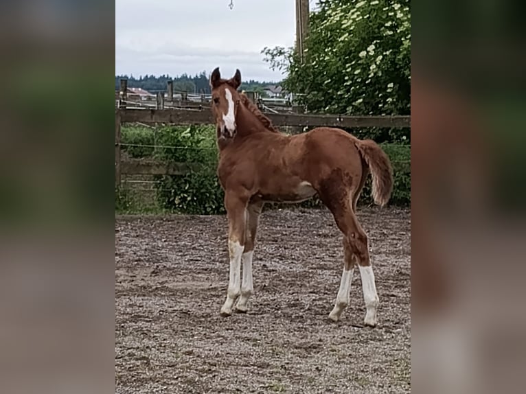 Österreichisches Warmblut Stute Fohlen (06/2026) Dunkelfuchs in Neue Heimat