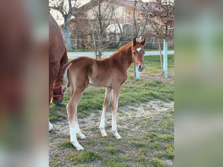 Österreichisches Warmblut Stute Fohlen (03/2026) Fuchs in Unterpetersdorf