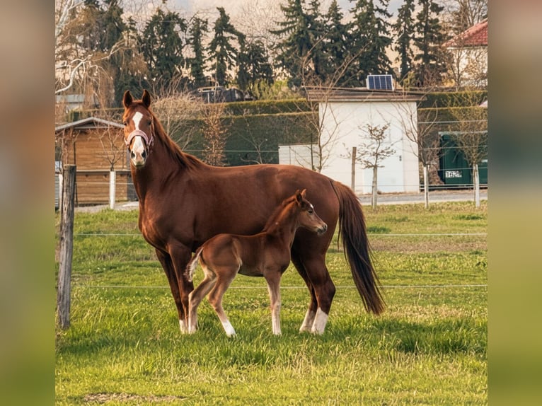 Österreichisches Warmblut Stute Fohlen (03/2026) Fuchs in Unterpetersdorf