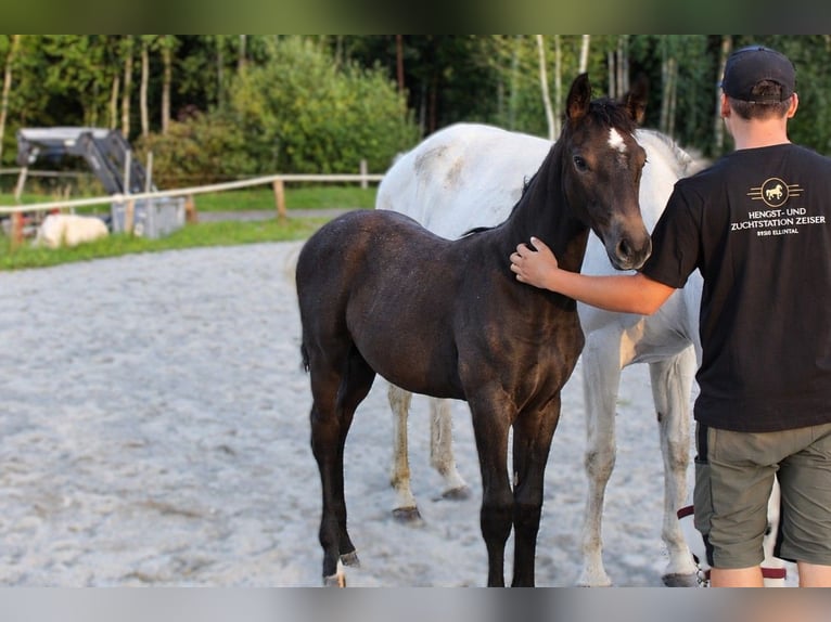Österreichisches Warmblut Stute Fohlen (06/2026) Kann Schimmel werden in Selzthal