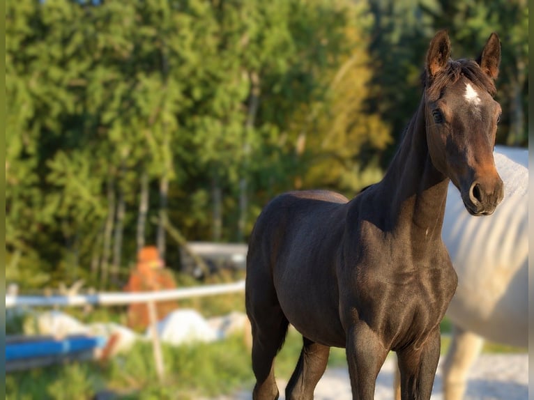 Österreichisches Warmblut Stute Fohlen (06/2026) Kann Schimmel werden in Selzthal