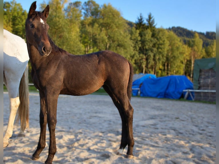 Österreichisches Warmblut Stute Fohlen (06/2026) Kann Schimmel werden in Selzthal