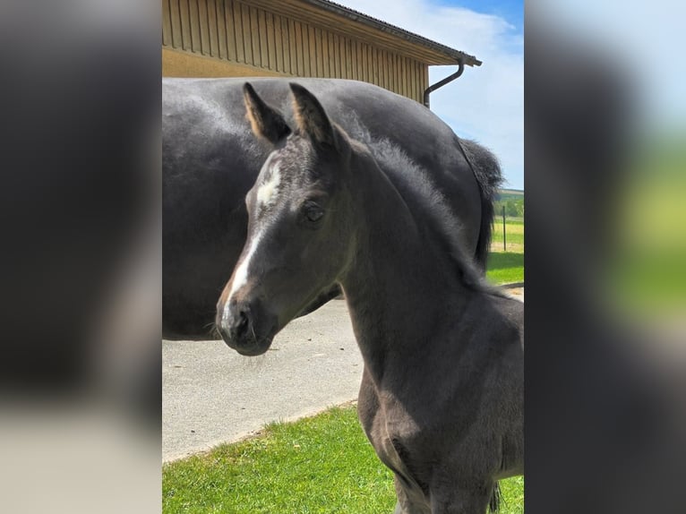 Österreichisches Warmblut Stute  Rappe in Pfarrkirchen