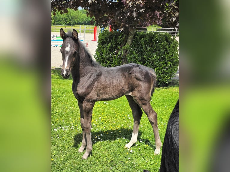 Österreichisches Warmblut Stute  Rappe in Pfarrkirchen
