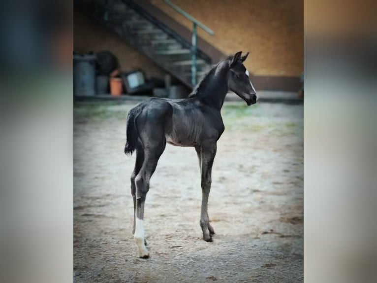 Österreichisches Warmblut Stute  Rappe in Pfarrkirchen