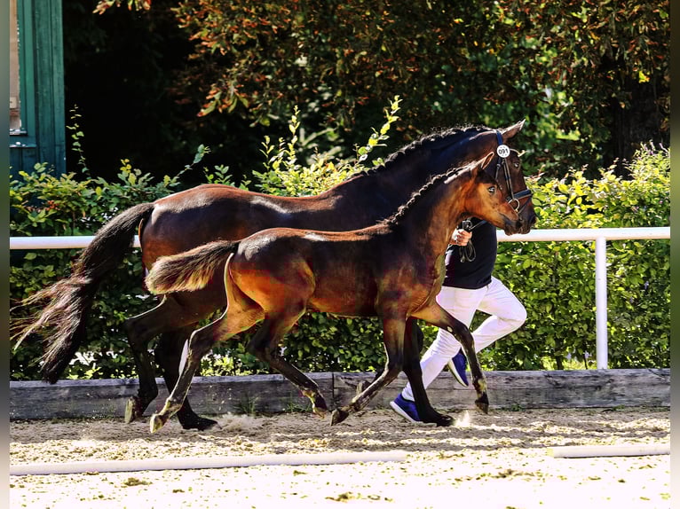 Österreichisches Warmblut Stute Fohlen (03/2025) Rappe in Tr&#xF6;stlberg