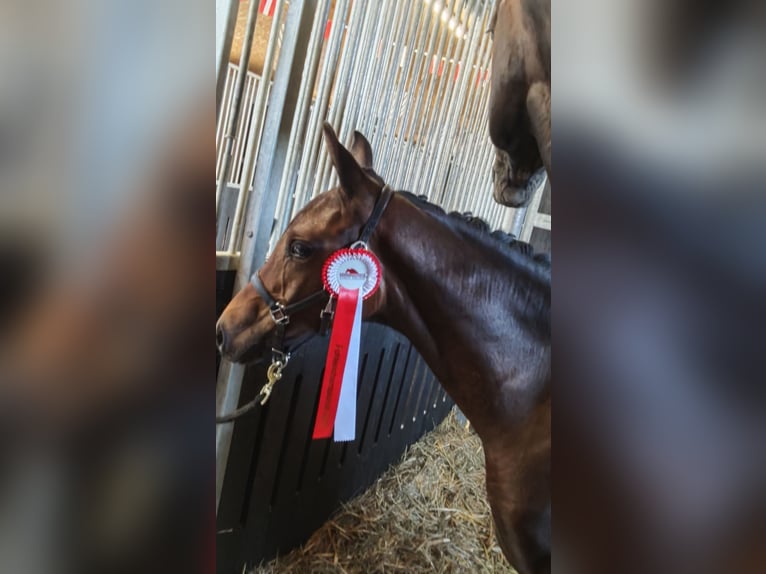 Österreichisches Warmblut Stute Fohlen (03/2025) Rappe in Tr&#xF6;stlberg