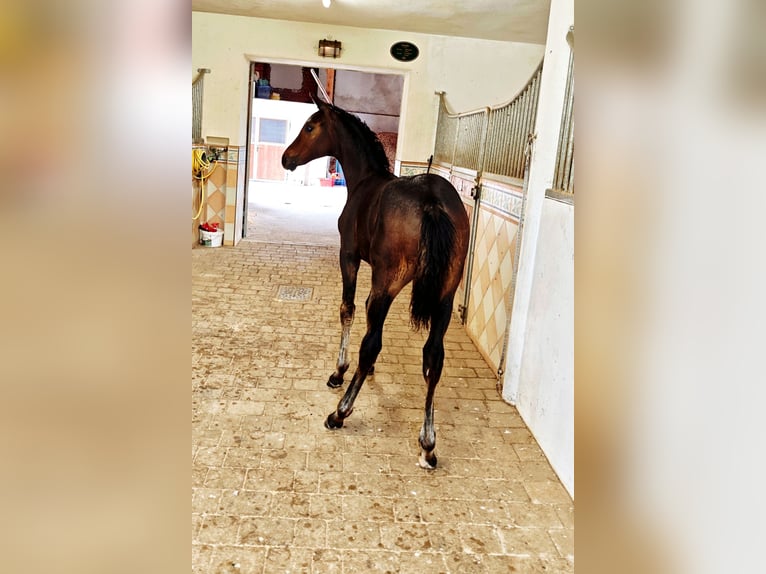 Österreichisches Warmblut Stute Fohlen (03/2025) Rappe in Tr&#xF6;stlberg
