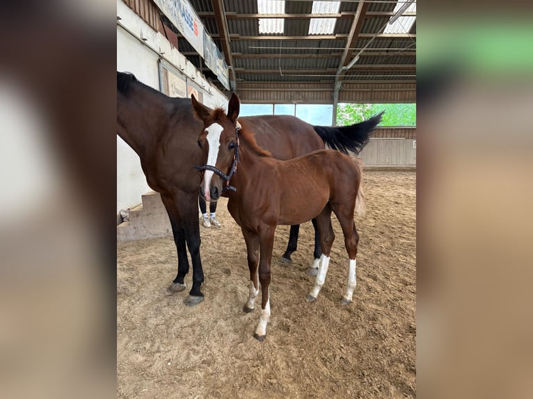 Österreichisches Warmblut Stute Fohlen (04/2025) in Aurolzm&#xFC;nster