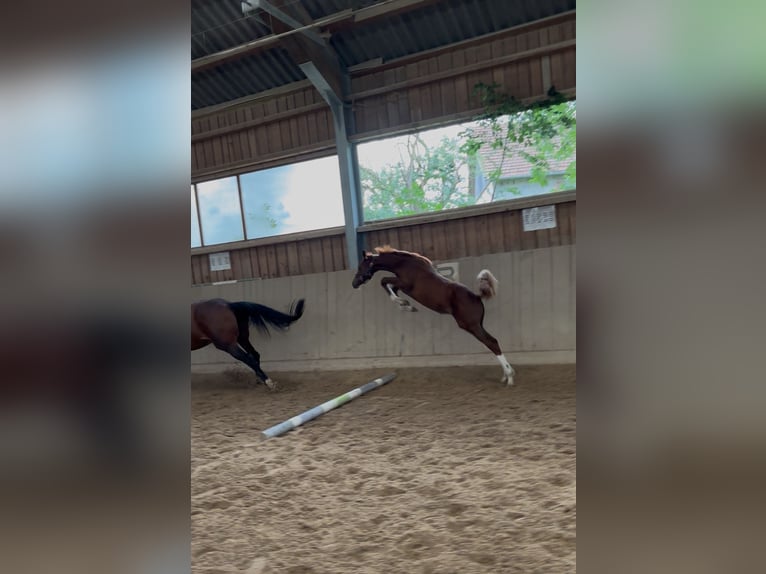 Österreichisches Warmblut Stute Fohlen (04/2025) in Aurolzm&#xFC;nster