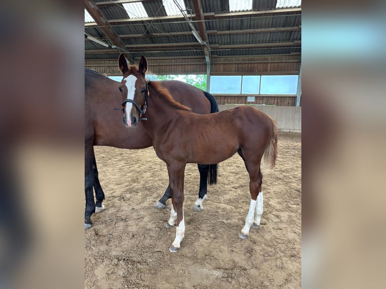 Österreichisches Warmblut Stute Fohlen (04/2025) in Aurolzm&#xFC;nster