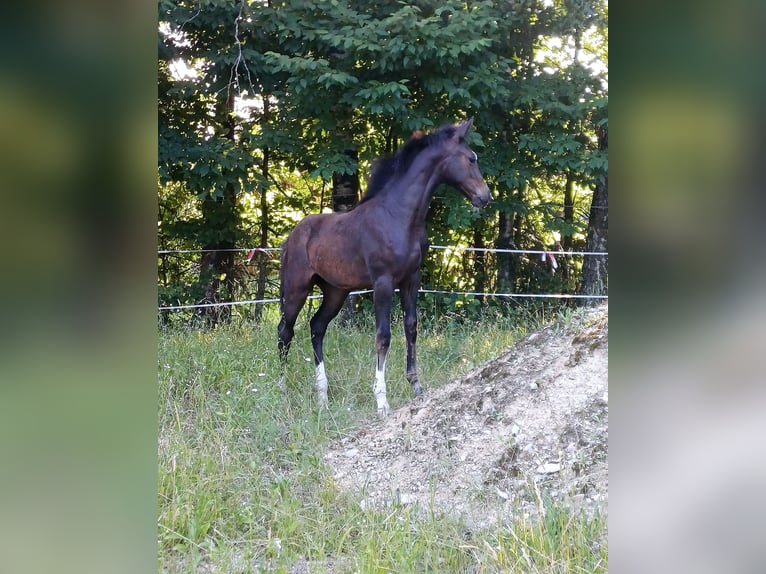 Österreichisches Warmblut Stute  in Unterwald
