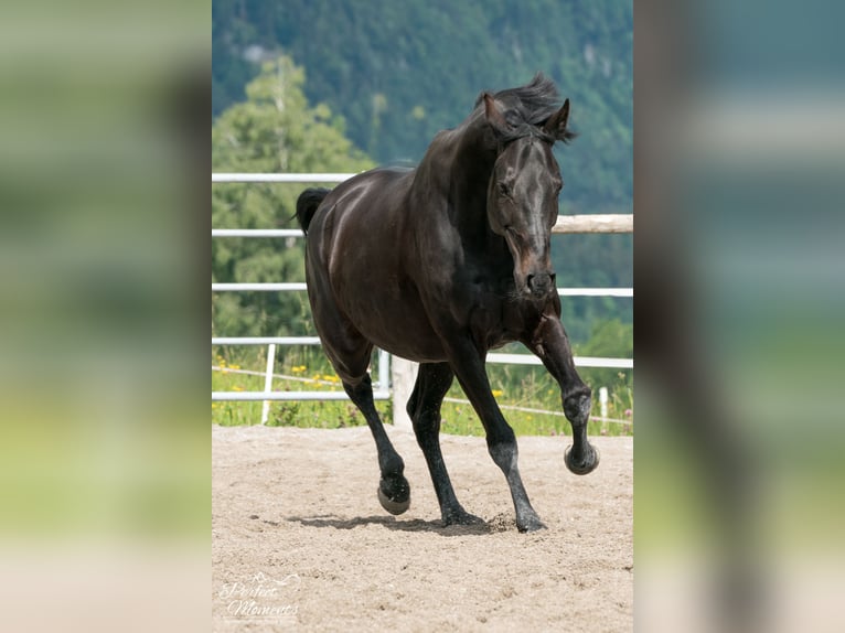 Österreichisches Warmblut Wallach 10 Jahre 160 cm in Ramsau