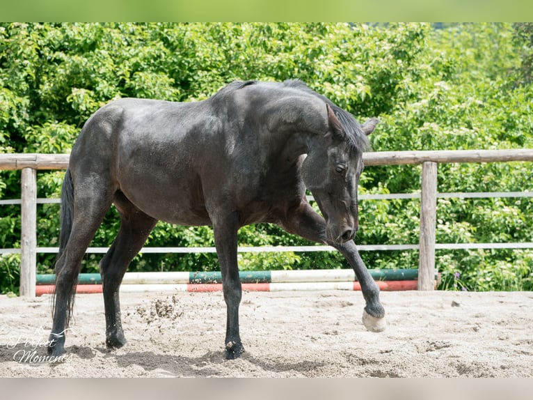 Österreichisches Warmblut Wallach 10 Jahre 160 cm in Ramsau