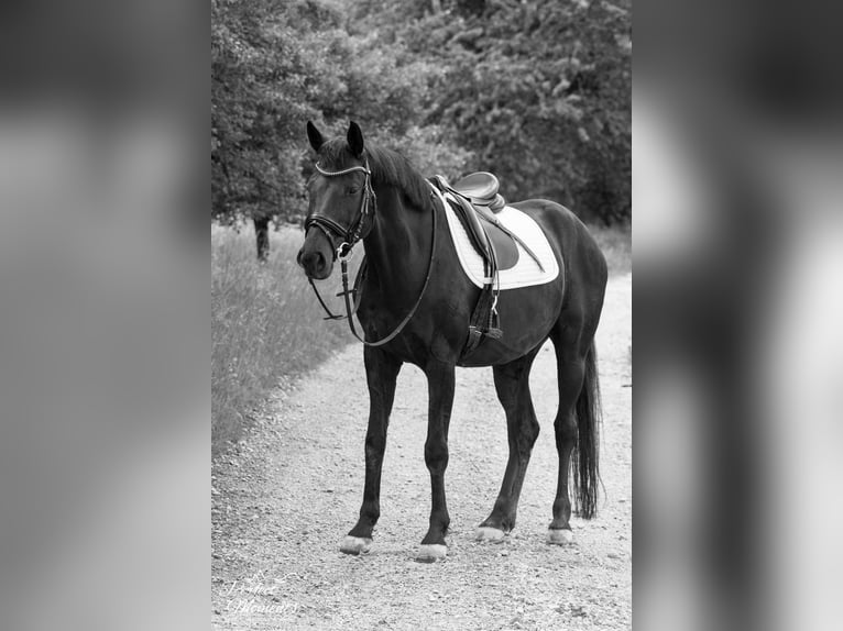 Österreichisches Warmblut Wallach 10 Jahre 160 cm in Ramsau