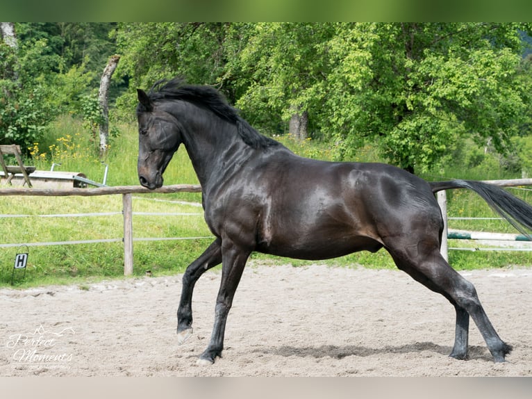 Österreichisches Warmblut Wallach 10 Jahre 160 cm in Ramsau