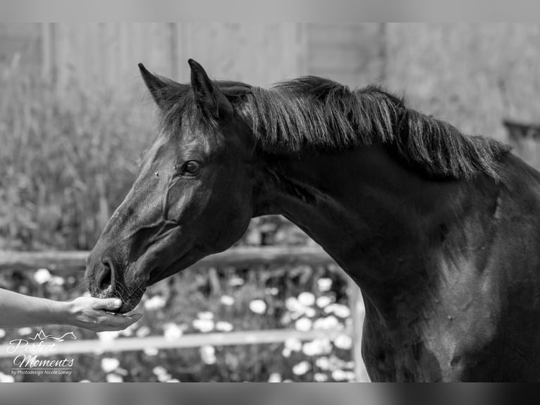 Österreichisches Warmblut Wallach 10 Jahre 160 cm in Ramsau