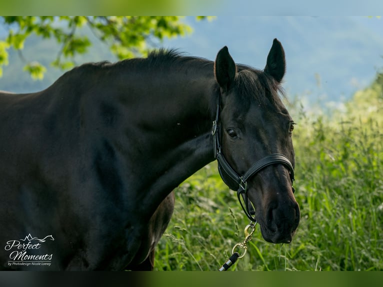 Österreichisches Warmblut Wallach 10 Jahre 160 cm in Ramsau