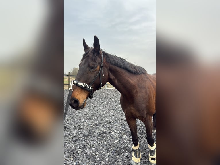Österreichisches Warmblut Mix Wallach 10 Jahre 168 cm Dunkelbrauner in Dachau