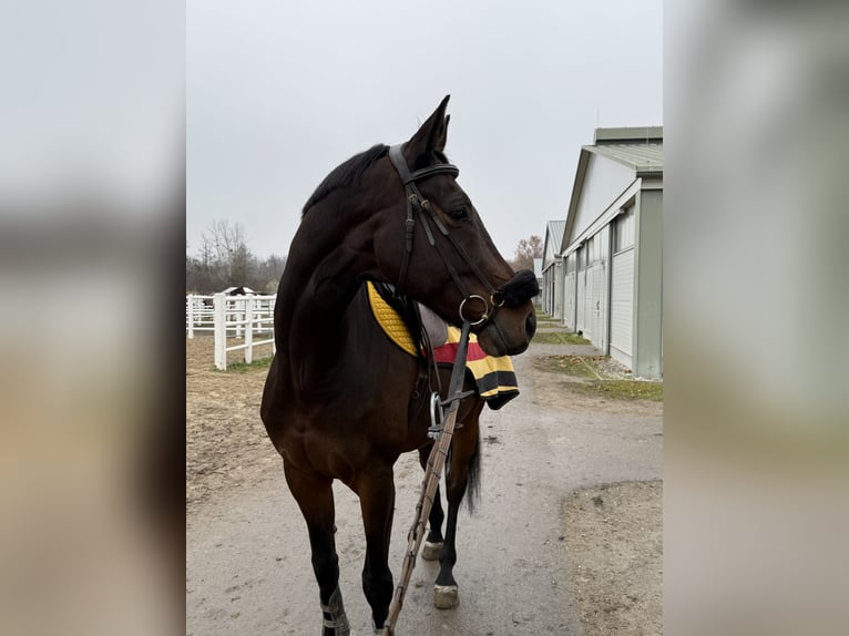 Österreichisches Warmblut Wallach 10 Jahre 170 cm Brauner in Ebreichsdorf