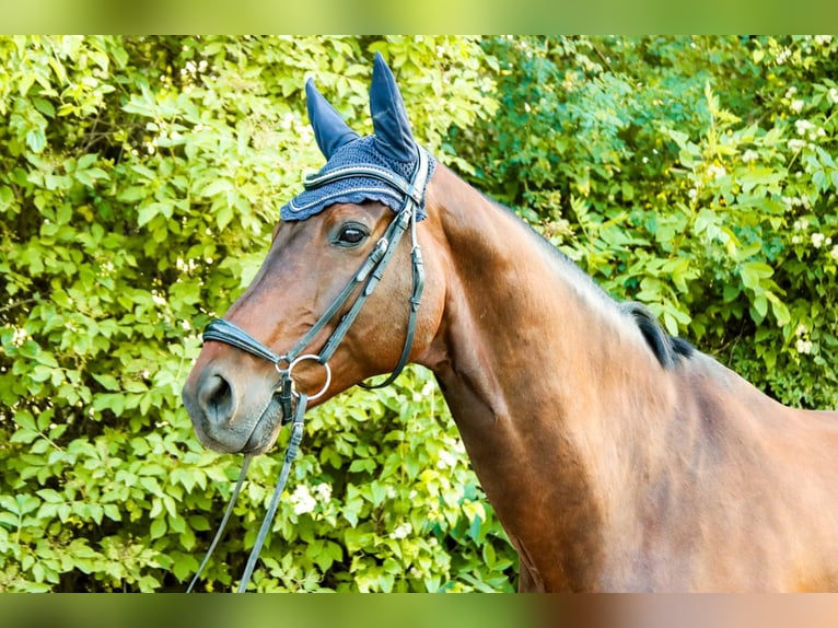 Österreichisches Warmblut Wallach 10 Jahre 170 cm Brauner in Götzendorf