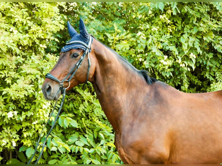 Österreichisches Warmblut Wallach 10 Jahre 170 cm Brauner in Götzendorf