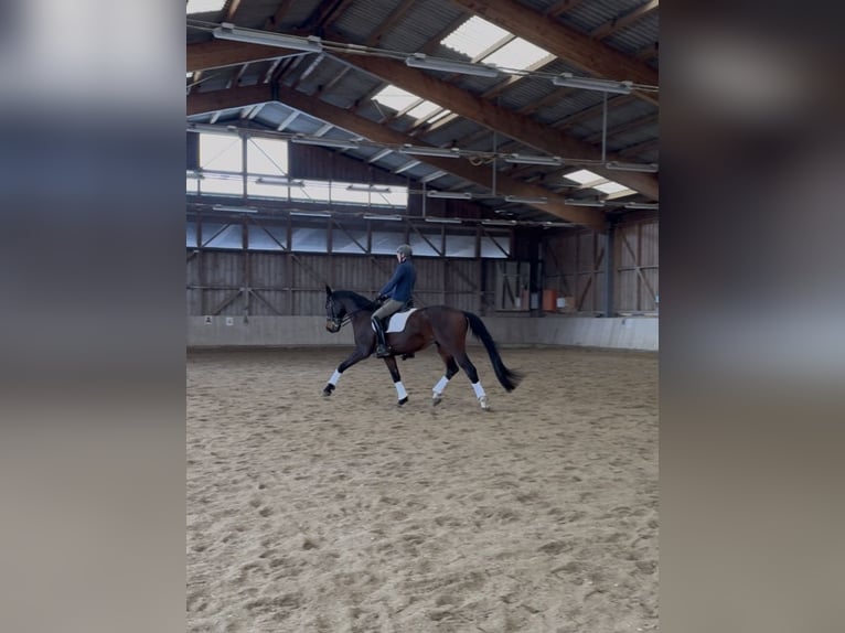 Österreichisches Warmblut Wallach 10 Jahre 172 cm Dunkelbrauner in Eberschwang