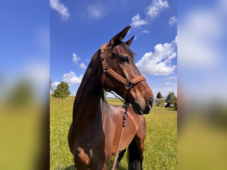Österreichisches Warmblut Wallach 10 Jahre 172 cm Dunkelbrauner in Eberschwang