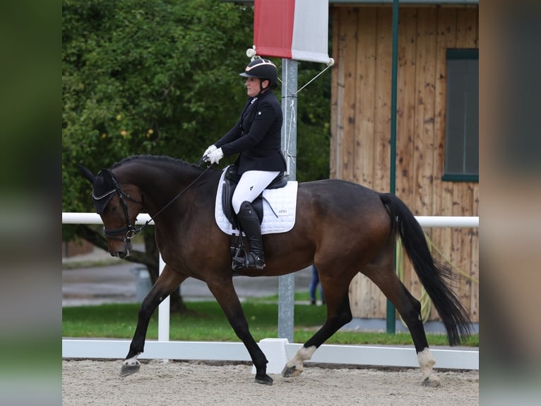 Österreichisches Warmblut Wallach 10 Jahre 172 cm Dunkelbrauner in Halberstätten